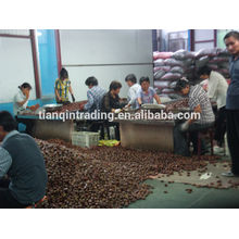 Chinese chestnut exporter